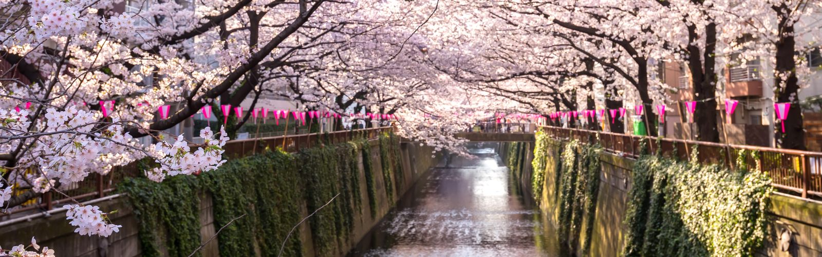 cherry-blossoms12